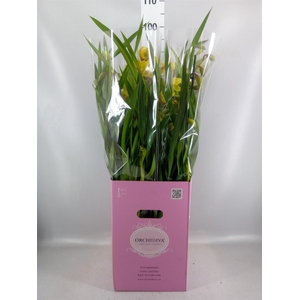 Cymbidium   ...