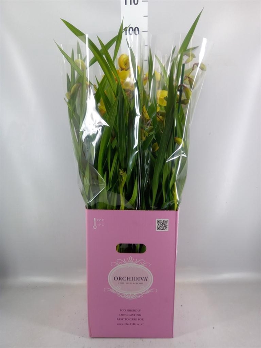 <h4>Cymbidium   ...</h4>