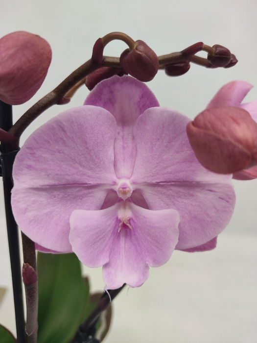 <h4>Limited 54 week 2</h4>