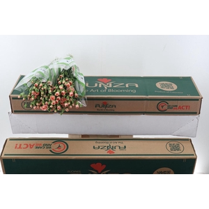 Di Tr Hamada x20 Box