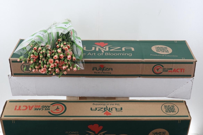 <h4>Di Tr Hamada x20 Box</h4>