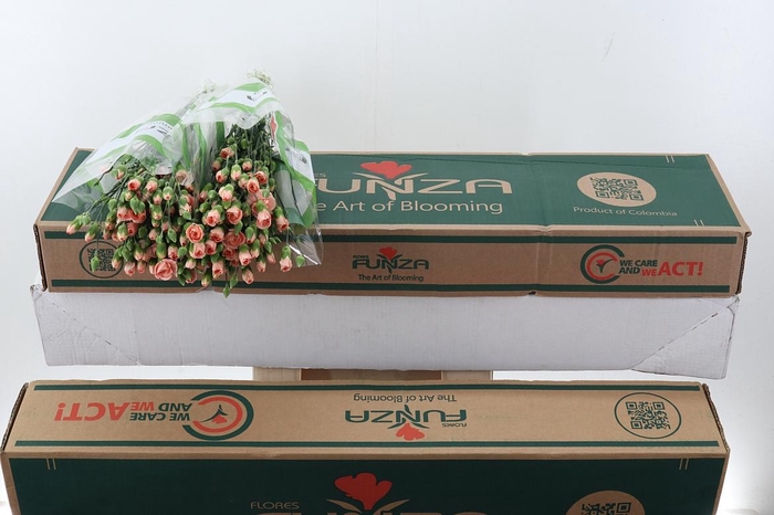 <h4>Di Tr Hamada x20 Box</h4>