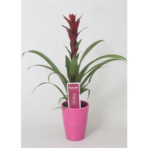 Guzmania Switch in paars ribbel keramiek