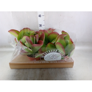 Kalanchoe NF thyrsiflora