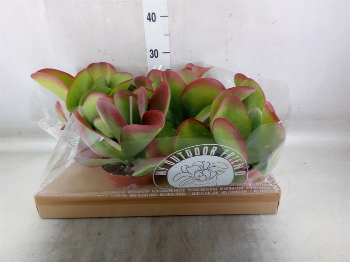 <h4>Kalanchoe NF thyrsiflora</h4>