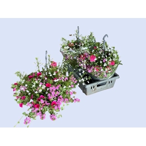 HANGING BASKETS