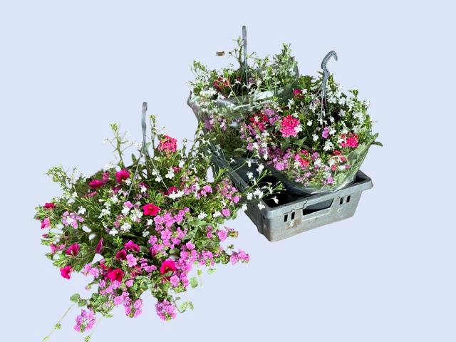 <h4>HANGING BASKETS</h4>
