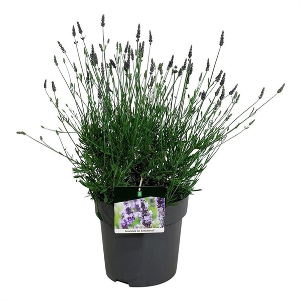 <h4>Lavandula int. Sensational!</h4>