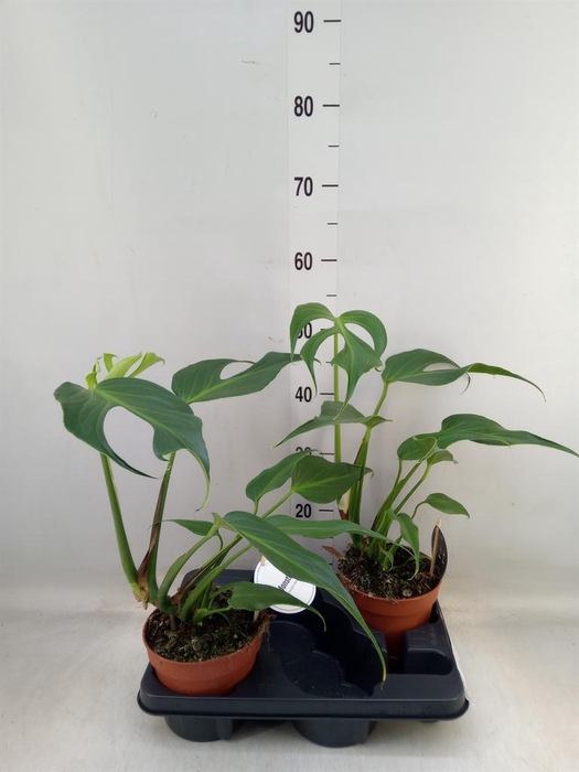 <h4>Monstera ...</h4>