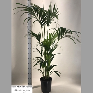 HOWEA FORSTERIANA