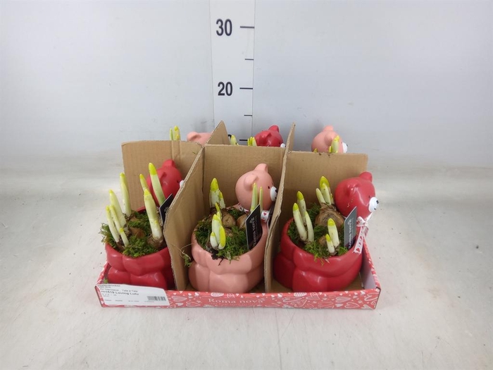 <h4>Arr. Narcissus</h4>