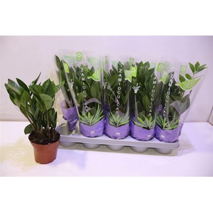 arr8 Zamio Zamiifolia