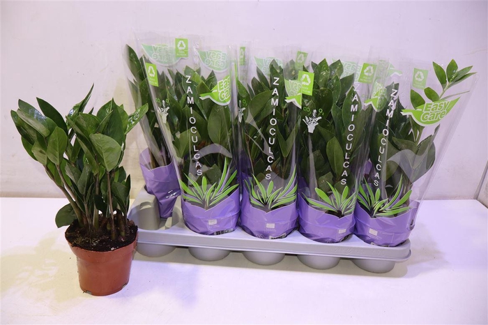 <h4>arr8 Zamio Zamiifolia</h4>