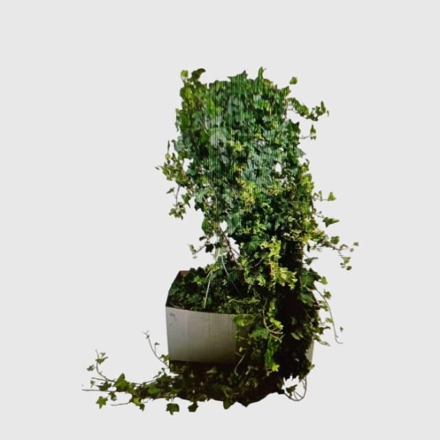 <h4>HED HE PITTSBURGH</h4>