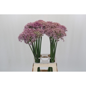 Allium Pink Jewel