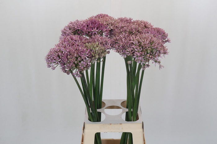 <h4>Allium Pink Jewel</h4>