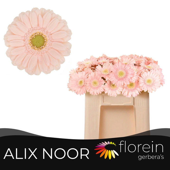 <h4>GE MI ALIX-NOOR</h4>