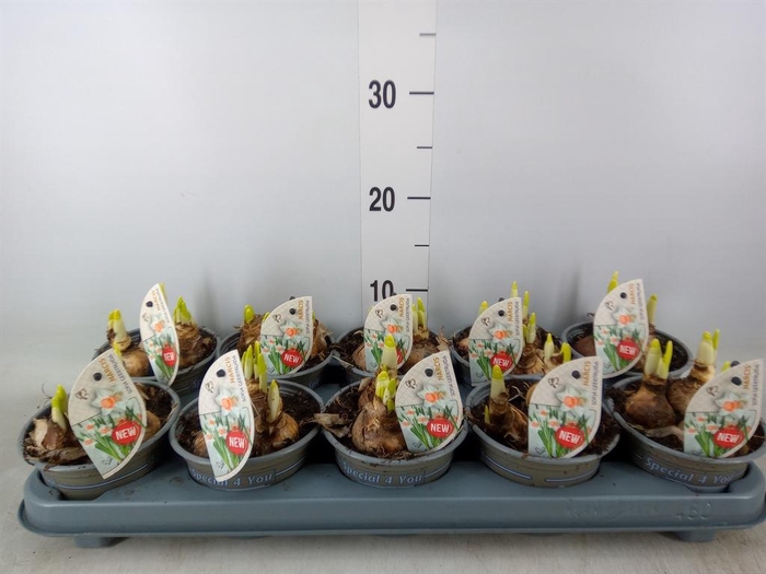 <h4>Narcissus ...</h4>