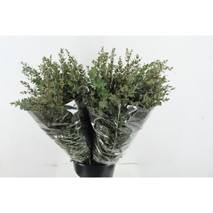 EUC PARVIFOLIA 400GR