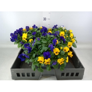 Viola corn. 'Endurio'   ...mix