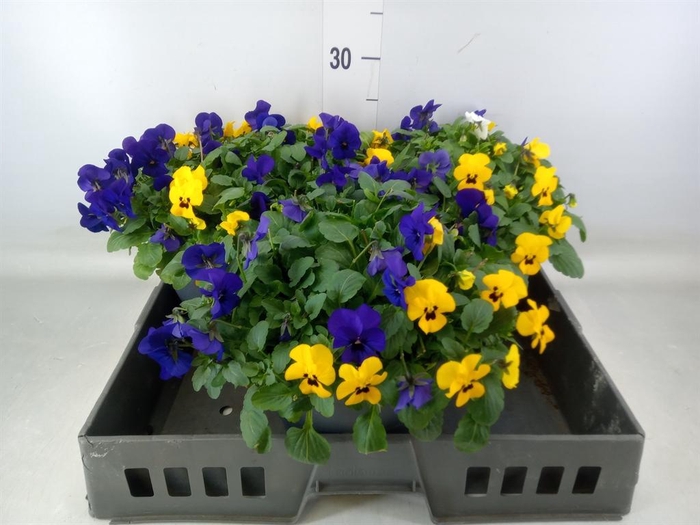 <h4>Viola corn. 'Endurio'   ...mix</h4>