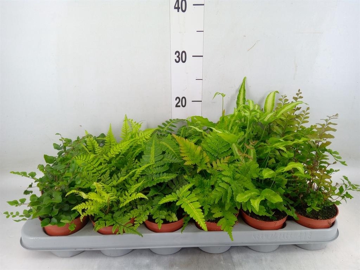 <h4>Ferns   ...mix</h4>