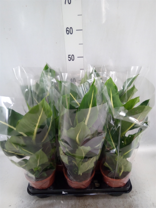 <h4>Dieffenbachia  'Green Magic'</h4>