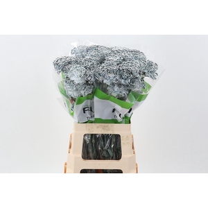 Dian. ST. Tinted Grey