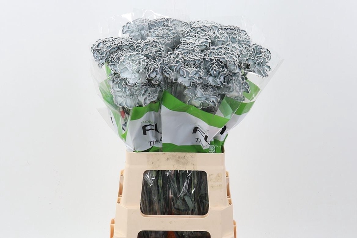 <h4>Dian. ST. Tinted Grey</h4>