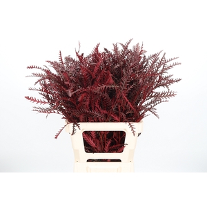 Grevilea Ivanhoe Kl Bh Bordeaux