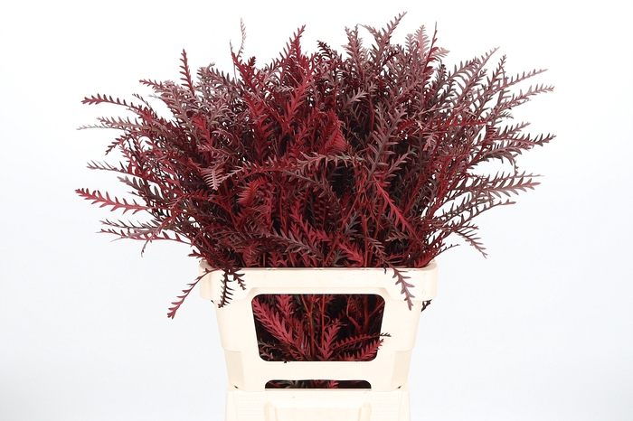<h4>Grevilea Ivanhoe Kl Bh Bordeaux</h4>