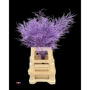 Treefern Purple
