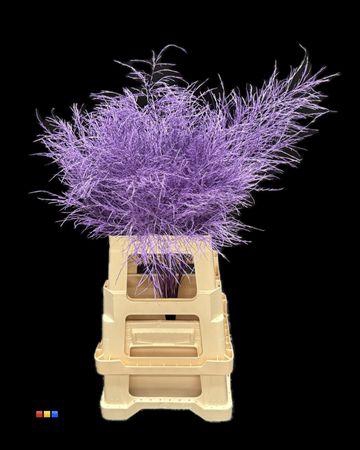 <h4>Treefern Purple</h4>