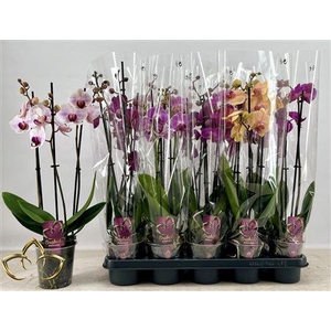 ** Phal Gem 3 Branches 18+