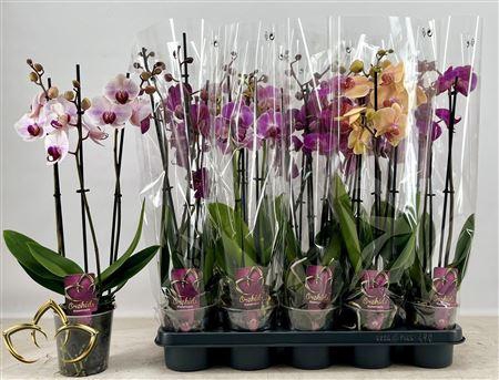 <h4>** Phal Gem 3 Branches 18+</h4>