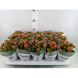 Kalanchoe blos. 'Calandiva Rubio'