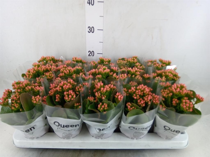 <h4>Kalanchoe blos. 'Calandiva Rubio'</h4>