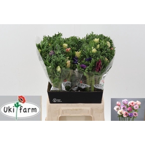 Anem Gall Pastel Gemengd