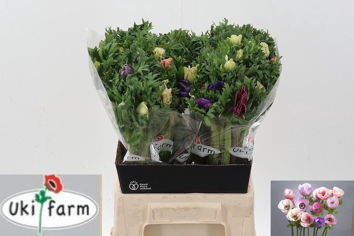 <h4>Anem Gall Pastel Gemengd</h4>