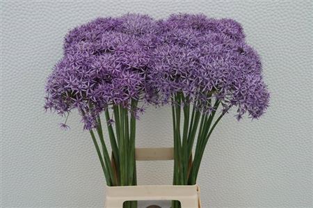 <h4>Allium Violet Beauty</h4>