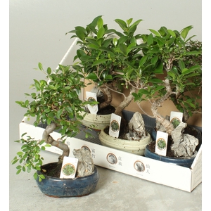 BONSAI GEM