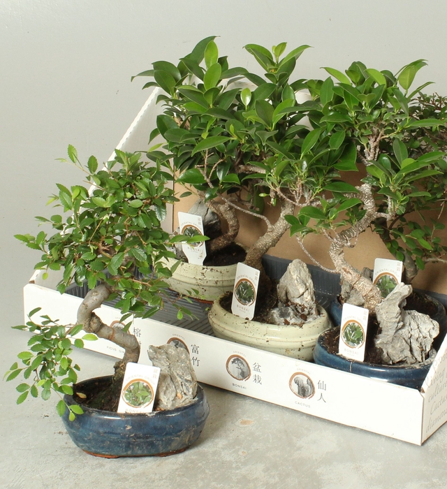 <h4>BONSAI GEM</h4>
