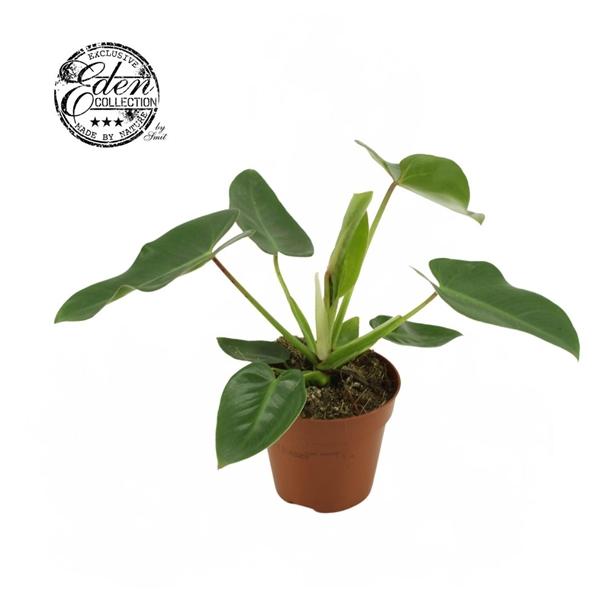 <h4>Philodendron Corovadensis 12cm</h4>