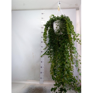 Hedera helix 'Wonder'