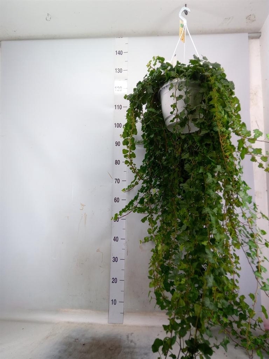 <h4>Hedera helix 'Wonder'</h4>