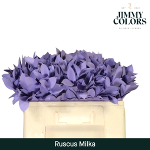 Ruscus L50 Milka