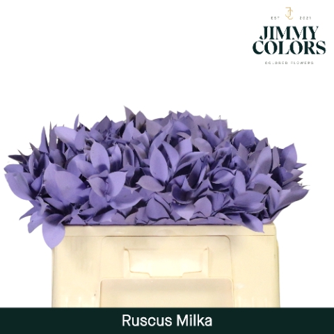 Ruscus L50 Milka