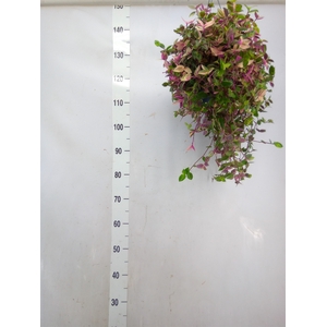 Tradescantia flum. 'Quadricolor'