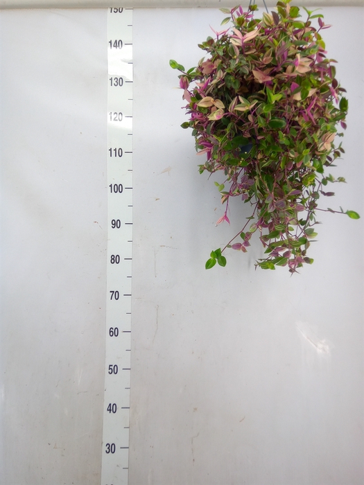 <h4>Tradescantia flum. 'Quadricolor'</h4>