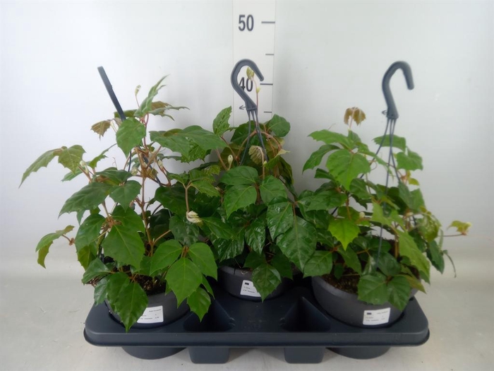 <h4>Cissus rhombifolia</h4>